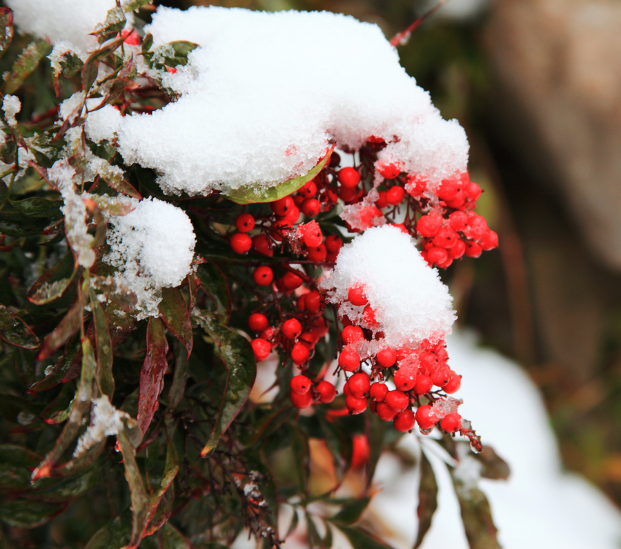 最新红雪，自然界的奇观与人类探索之旅