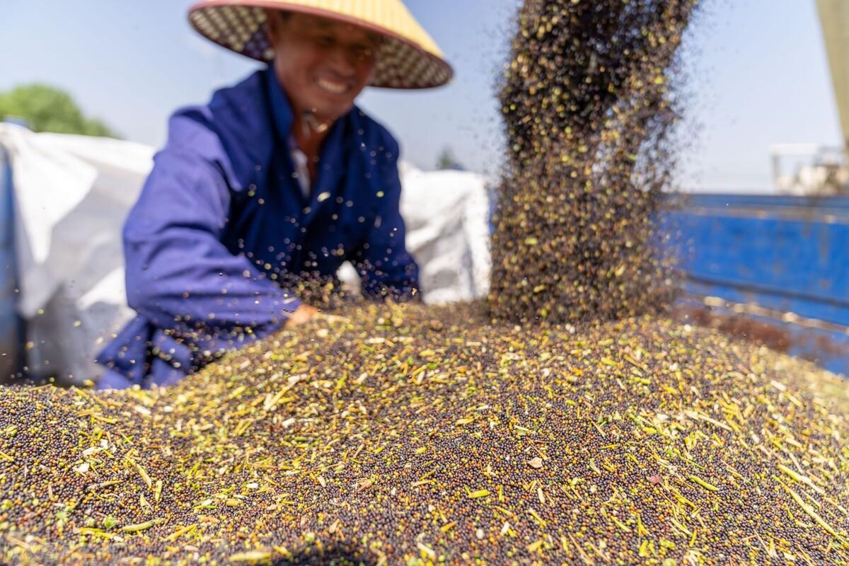 油菜籽价格最新行情解析