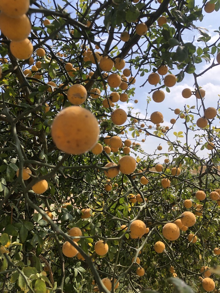 枳最新探索，引领未知未来之旅