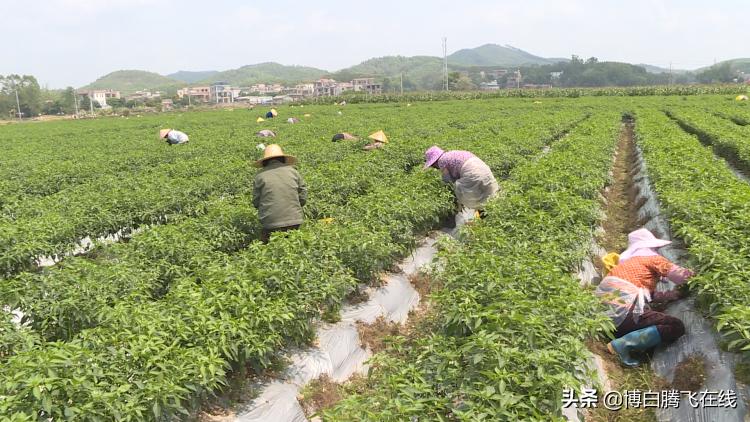 线椒价格最新行情分析