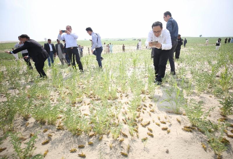 全球蝗灾最新动态，严峻挑战与应对策略