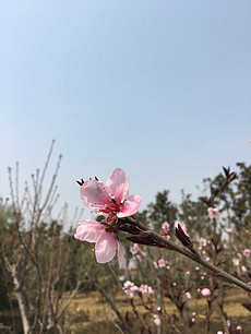 落花网最新动态，引领未来，探索前沿趋势