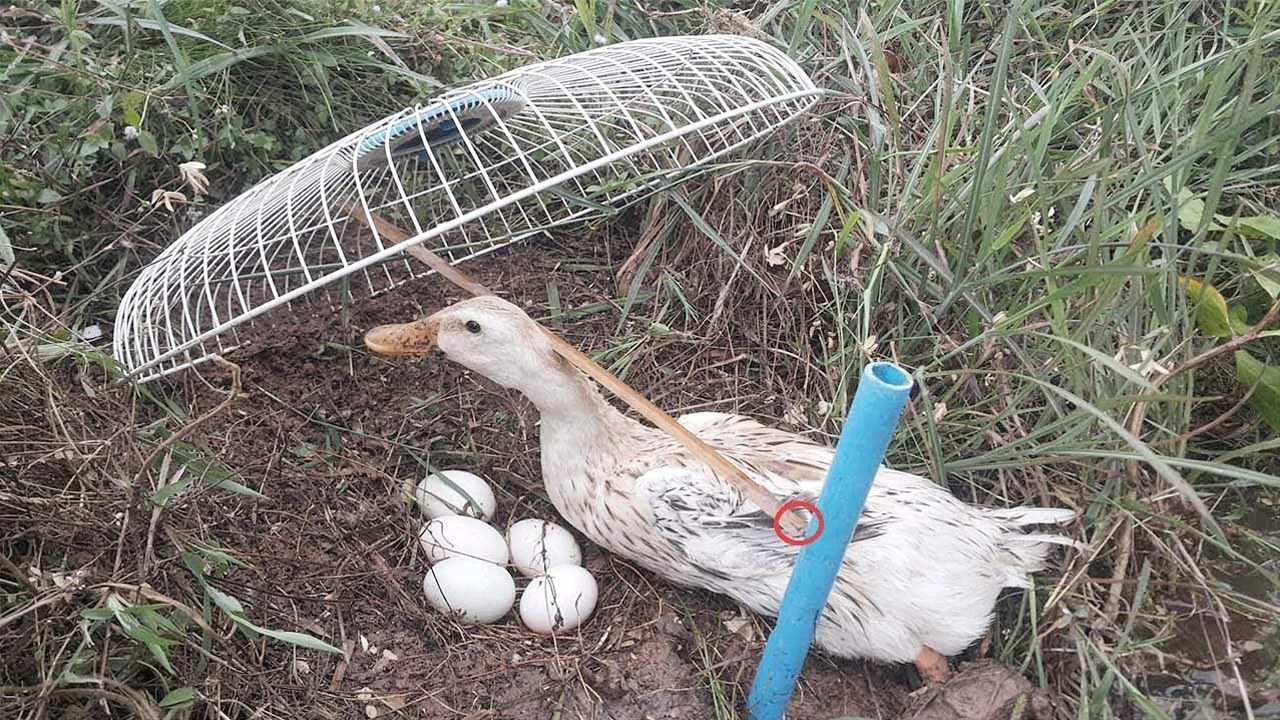 老鸭窝，历史与现代的交融之地最新动态